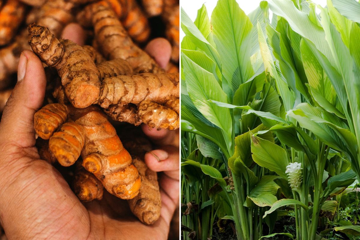 Turmeric’s Many Uses Cooking, Colouring, and Natural Dyeing The Seed